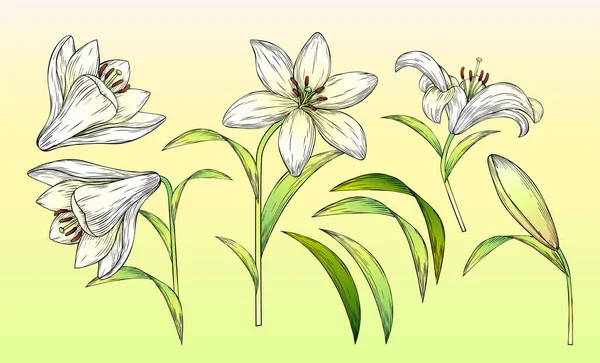Ilustração Estilo Gravado Lírio Branco Flor Elemento Set Incluindo Flores — Vetor de Stock