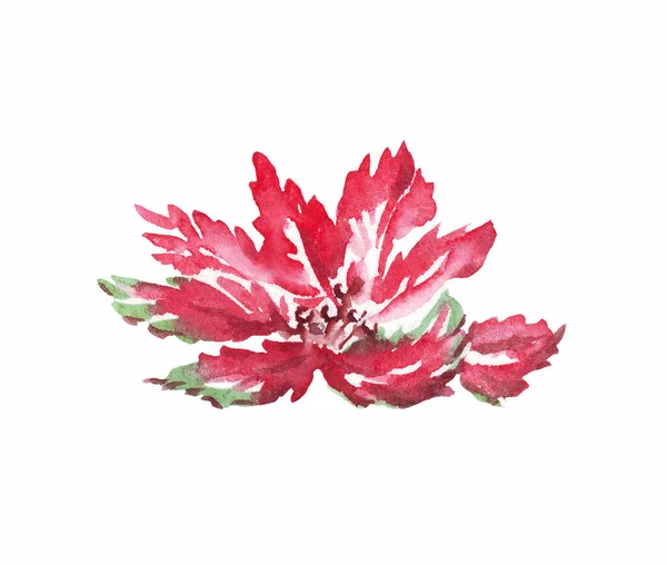 Christmas Plant Watercolor Clipart Hand Painted Illustration — Stock Photo, Image