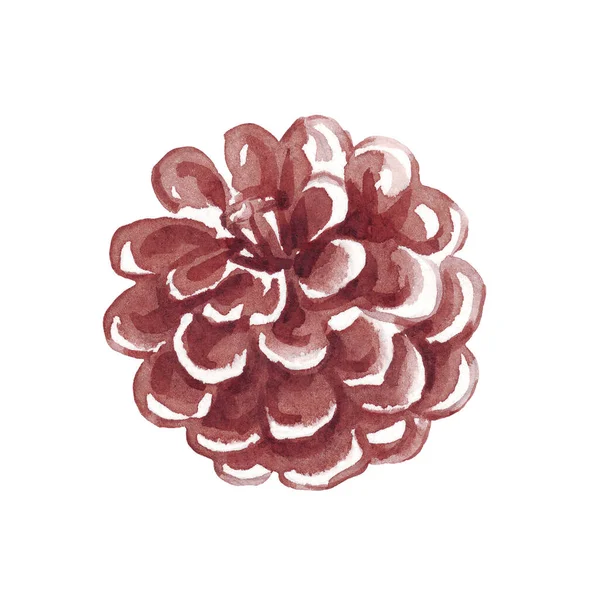 Pine Cone Watercolor Clipart Hand Painted Illustration — Stock Photo, Image