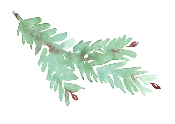 云杉分枝水彩画的一部分 手绘插图 — 图库照片