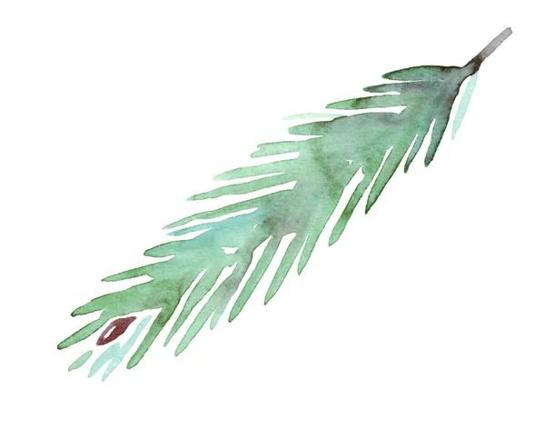 Spruce Şubesi Suluboya Klipsi Boyaması Illüstrasyon — Stok fotoğraf