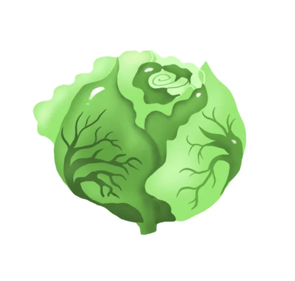 Kapusta Warzywa Ilustracja — Zdjęcie stockowe