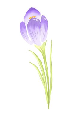 Mor kır çiçeği. Suluboya çizimi