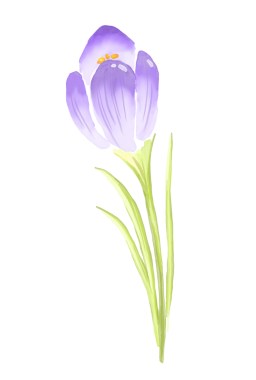 Mor kır çiçeği. Suluboya çizimi