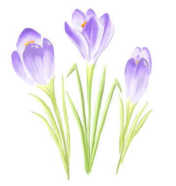 Mor kır çiçeği. Suluboya çizimi