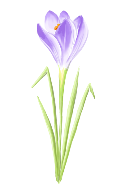 Mor kır çiçeği. Suluboya çizimi