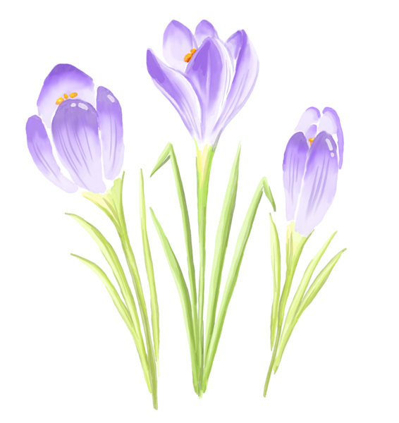 Mor kır çiçeği. Suluboya çizimi