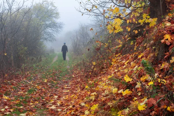 Autumn morning fog. A man walks along a path covered with fallen autumn leaves