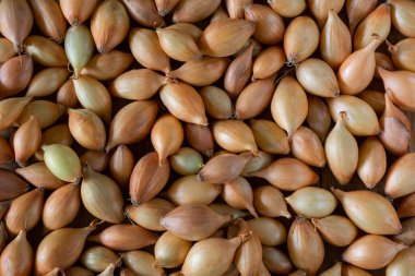 Bahçeye ekmek için soğan. Radar çeşitliliğinin soğan tohumları