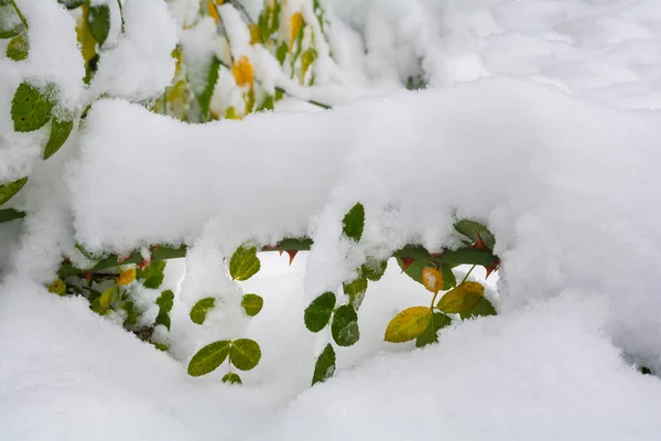 Las Ramas Los Arbustos Están Cubiertas Nieve Después Fuertes Nevadas — Foto de Stock