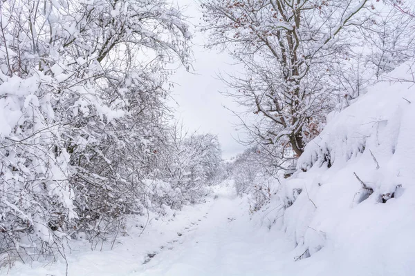 降雪後の雪に覆われた木々が美しい冬の風景 — ストック写真