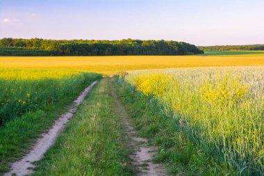 Tarla tarlaları arasındaki arazi yolu