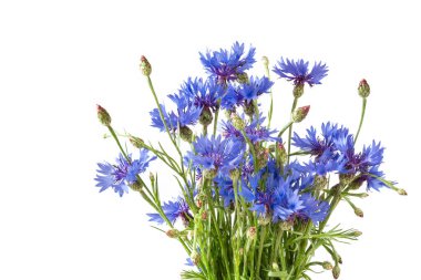 Bir buket mavi çiçek beyaz üzerinde izole edilmiş.