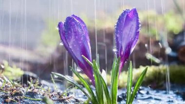 Yağmurda mavi-mor timsah çiçekleri