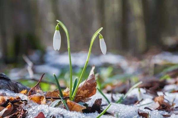 落ち葉や雪に覆われた森の中で 初春の白い雪の花を咲かせます — ストック写真