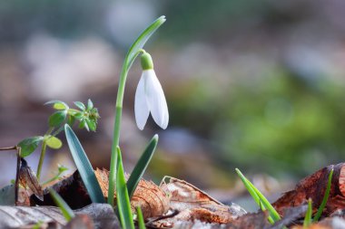 Güzel beyaz kar damlası çiçeği ormanda yetişir.