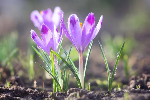 Vackra Tidiga Våren Blommor Lila Krokusar Blommar Trädgården — Stockfoto