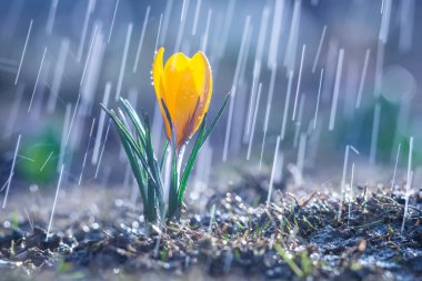 Yağmur damlalarının arkaplanındaki sarı çiçek