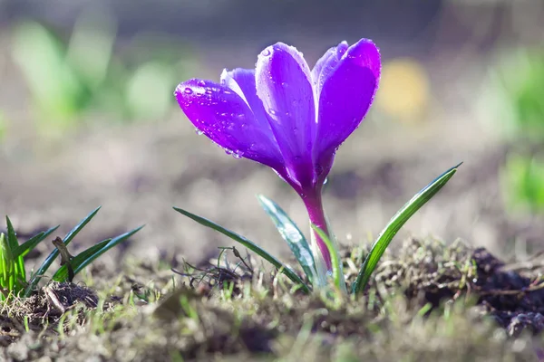 Piękny Niebiesko Fioletowy Kwiat Krokusa Kwitnie Wiosną — Zdjęcie stockowe