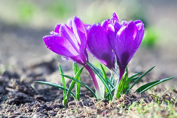 Piękne Wczesnowiosenne Kwiaty Purpurowe Krokusy Kwitną Ogrodzie — Zdjęcie stockowe