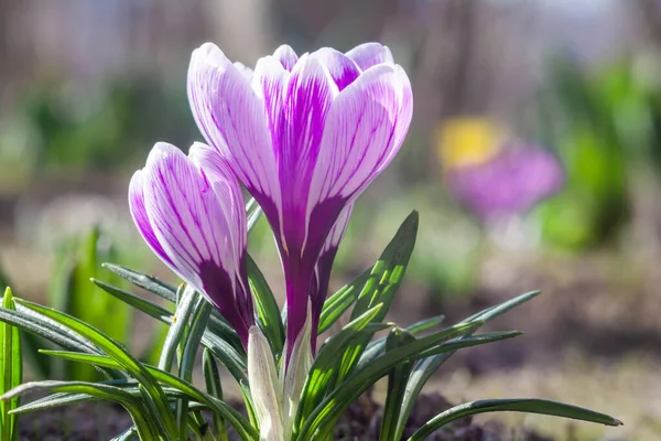 Vackra Våren Dekorativa Blommor Violetta Krokusar Blommar Trädgården — Stockfoto