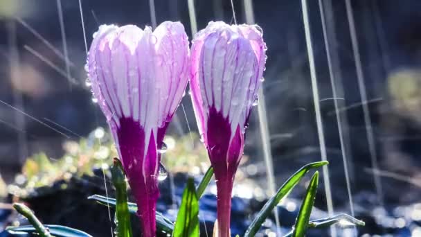Gyönyörű Fény Lila Crocus Virágok Esőben — Stock videók