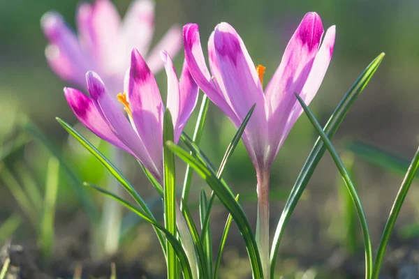 Piękne Purpurowe Kwiaty Krokusa Oświetlone Światłem Słonecznym — Zdjęcie stockowe