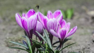Arılar mor kır çiçeklerinin üzerinde uçar