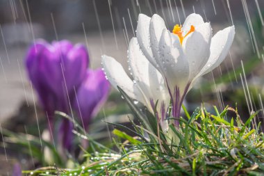 Güzel bahar çiçekleri yağmurda