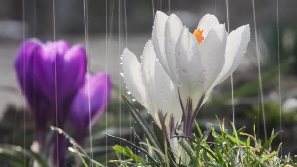 Mooie Lente Krokus Bloemen Regen — Stockvideo