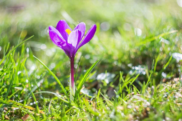 Güzel mavi-mor kır çiçeği yeşil çimlerde yetişir.