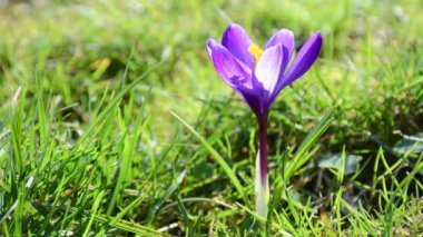 Çimenlerde mavi bir crocus çiçeği yetişiyor. Bir arı çiçek üzerinde uçar ve polen toplar.