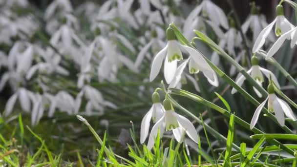 Цветы Белых Подснежников Растут Непрерывном Ковре Среди Зеленой Травы Раскачиваются — стоковое видео