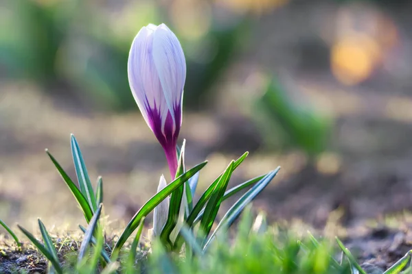 Pączek Biało Fioletowego Krokusa Oświetlonego Światłem Słonecznym Dorasta Ogrodzie Kwiatów — Zdjęcie stockowe
