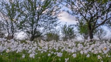 Bahçede deniz şakayıklarının güzel kır çiçekleri açar. Anemone heceleme
