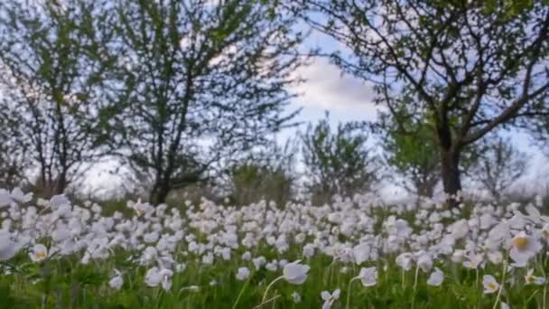 Lindas Flores Silvestres Brancas Anêmonas Florescem Jardim Anemone Sylvestris — Vídeo de Stock