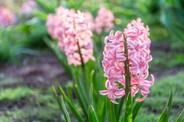 Bahçede açan pembe sümbüllerin güzel çiçekleri.