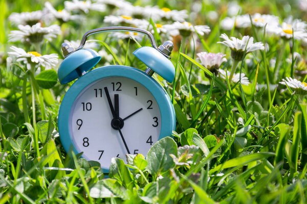 Blue alarm clock in green grass with daisy flowers. Daylight saving time concept, time saving concept