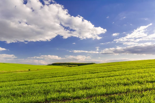 Зеленое Поле Молодых Побегов Пшеницы Лесом Горизонте Голубым Небом Облаками — стоковое фото