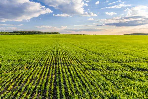 Πράσινο Πεδίο Των Καλλιεργειών Δημητριακών Και Μπλε Ουρανό Σύννεφα Νέοι — Φωτογραφία Αρχείου
