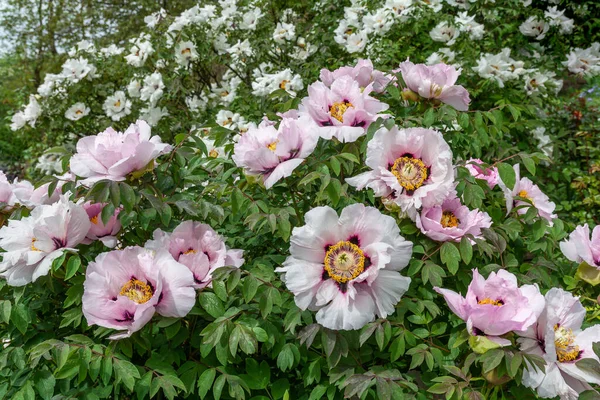 Красивые Розовые Цветы Пиона Дерева Цветут Кустах Парке — стоковое фото