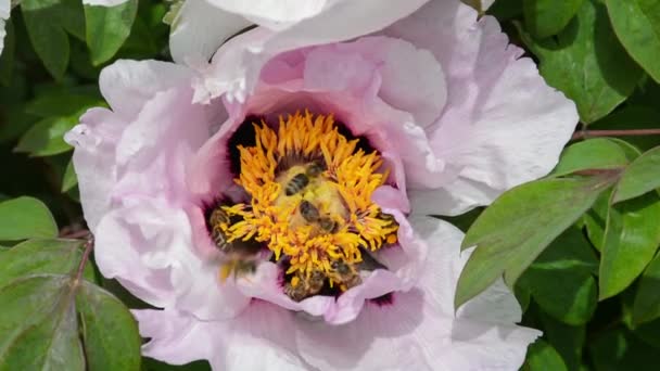 Bees Collect Pollen Tree Peony Flowers — Stock Video