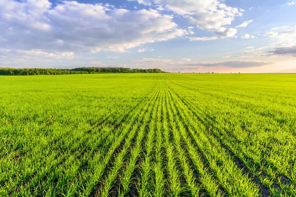 Πράσινο Πεδίο Των Καλλιεργειών Δημητριακών Και Μπλε Ουρανό Σύννεφα Νέοι — Φωτογραφία Αρχείου