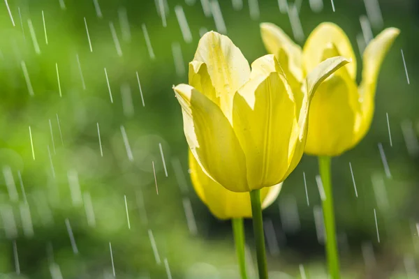 Mooie Gele Tulp Bloemen Regen Stockfoto