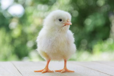 Yeni doğmuş tatlı beyaz bir piliç, tahta bir masanın üzerinde duruyor.