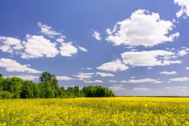 Sarı çiçek açan kolza tohumu ve bulutlu gökyüzü