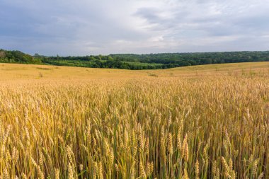 Ufuktaki altın buğday tarlası kulakları ve ormanı