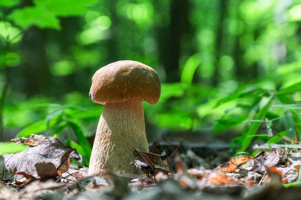 Delicious Edible Mushroom Boletus Edulis Known White Mushroom Grows Forest — Stock Photo, Image