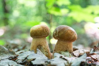 İki lezzetli yenilebilir mantar Boletus edulis Porcini mantarı olarak bilinir ormanda yetişir.