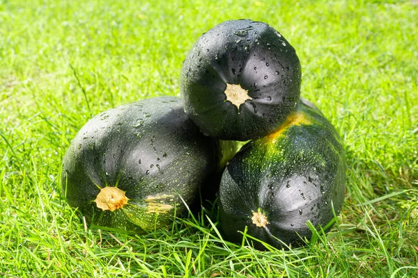 stock image Fresh ripe green courgettes on green grass